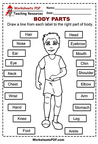 Human Body Parts Worksheets Printable