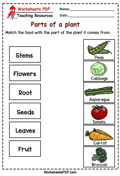 parts of the plants